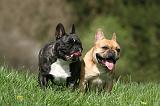 BOULEDOGUE FRANCAIS 1015